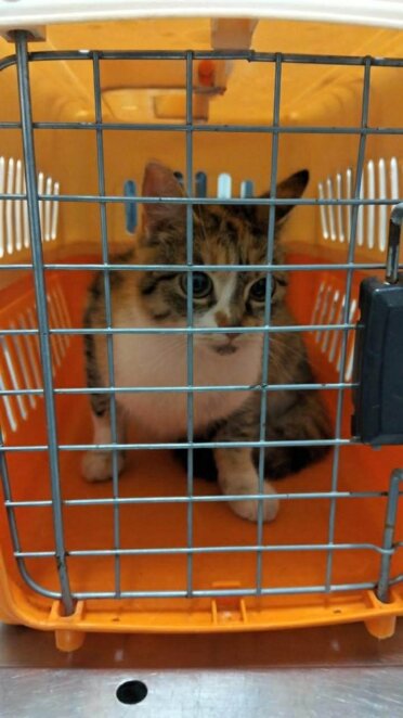 У Дніпрі комунальники врятували кота, який два дні не міг злізти з дерева