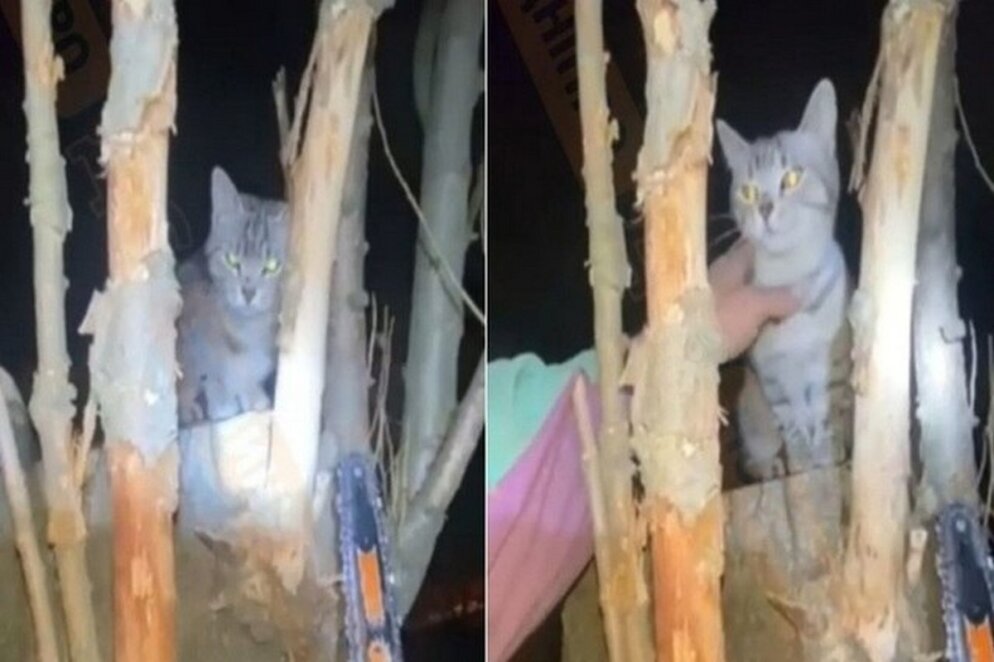 У Дніпрі жінка за 4,5 тис. грн замовила приватного альпініста - Наше Місто