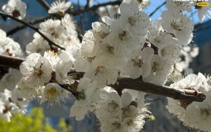 У Дніпрі масово цвітуть абрикоси: чи можна очікувати на гарний врожай