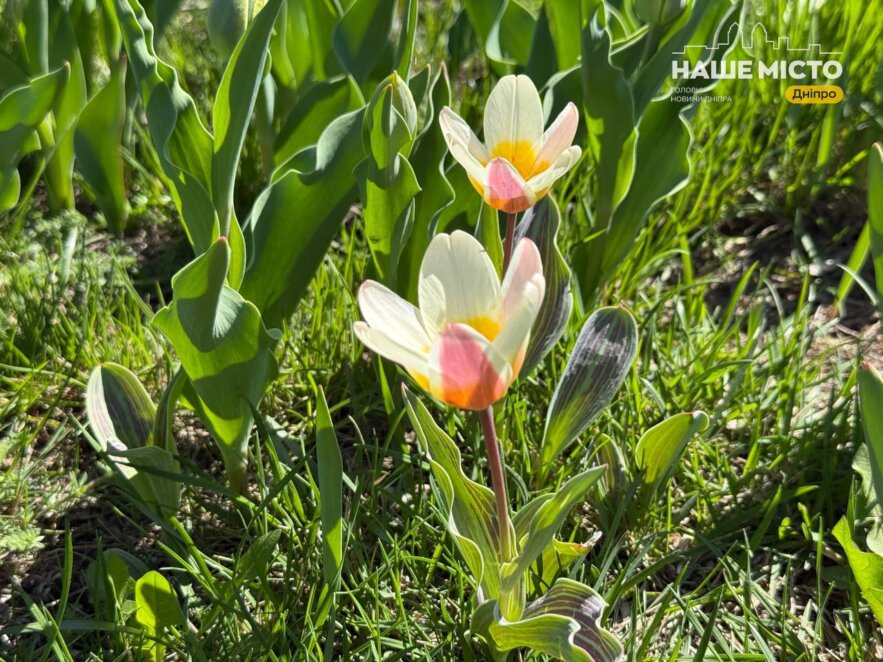 Де у Дніпрі побачити тюльпани 2026 - Наше Місто