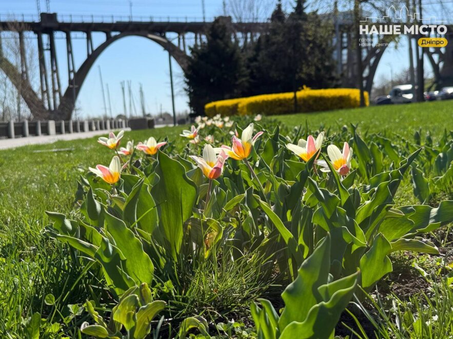 ЕКСКЛЮЗИВ
                                У Дніпрі стартував тюльпановий сезон 2026