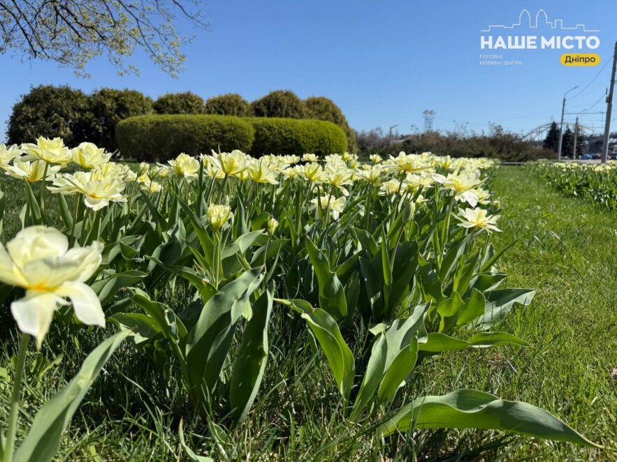 ЕКСКЛЮЗИВ
                                У Дніпрі стартував тюльпановий сезон 2026