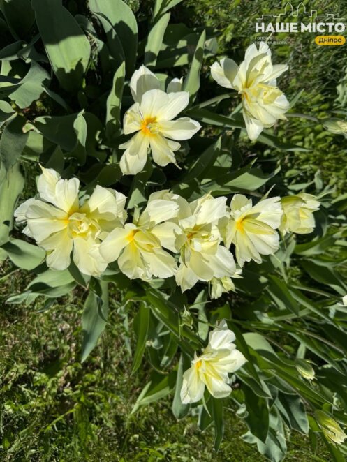 ЕКСКЛЮЗИВ
                                У Дніпрі стартував тюльпановий сезон 2026