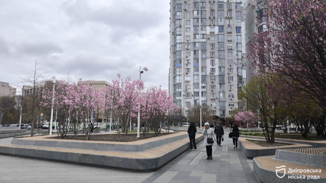 ОФІЦІЙНО                У парках Дніпра розквітли магнолії: містяни влаштовують фотосесії серед рожевих хмар квіті