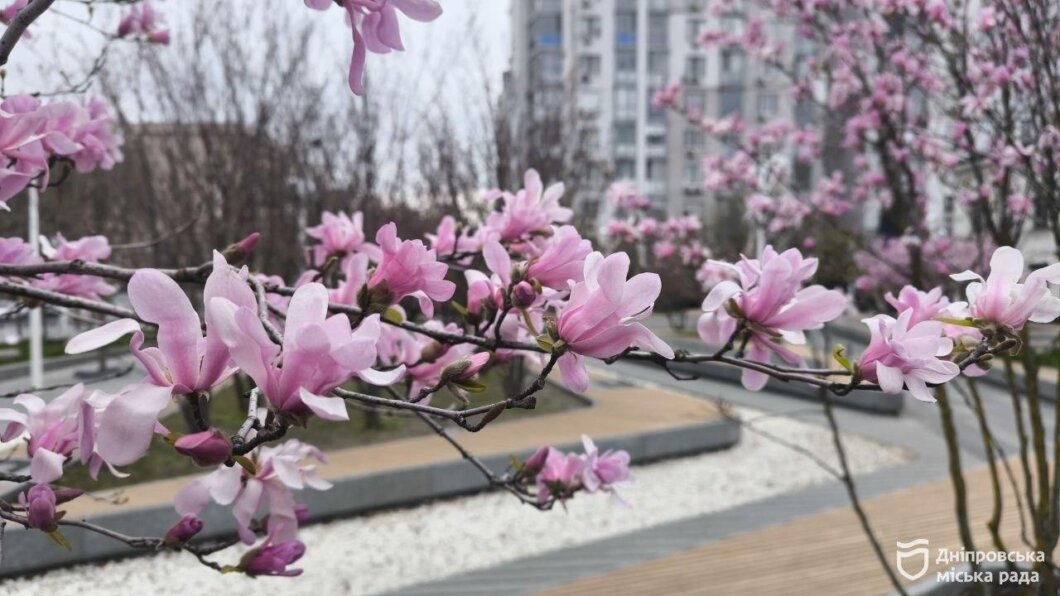 ОФІЦІЙНО                У парках Дніпра розквітли магнолії: містяни влаштовують фотосесії серед рожевих хмар квіті