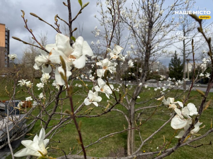 ЕКСКЛЮЗИВ
                                Сквер Прибережний у Дніпрі: магнолії «взяли паузу», а форзиція розцвіла яскравим жовтим килимом