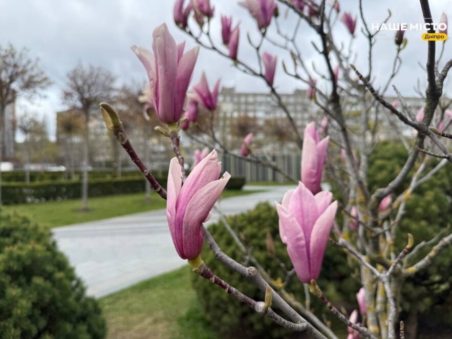 ЕКСКЛЮЗИВ
                                Сквер Прибережний у Дніпрі: магнолії «взяли паузу», а форзиція розцвіла яскравим жовтим килимом