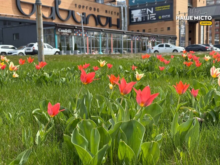 ЕКСКЛЮЗИВ
                                У Дніпрі поблизу ТРЦ Вавілон масово розквітли тюльпани
