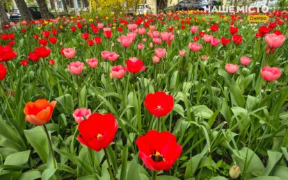 Тюльпановый рай в центре Днепра: жители дома превратили свой двор в весеннюю сказку
