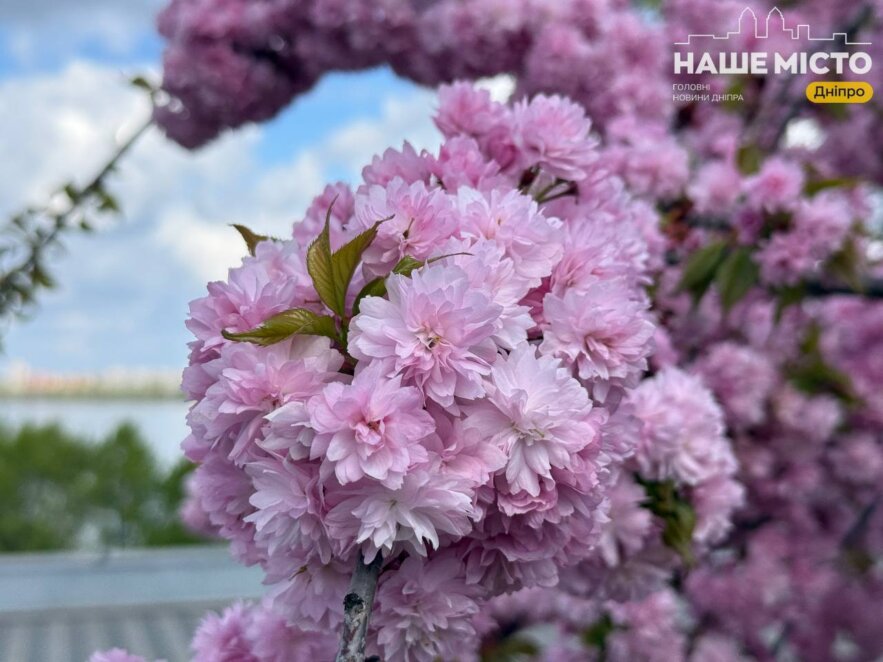 ЕКСКЛЮЗИВ
                                Очей не відірвати: оглядовий майданчик парку Шевченка у Дніпрі потопає у цвіті тюльпанів та сакур