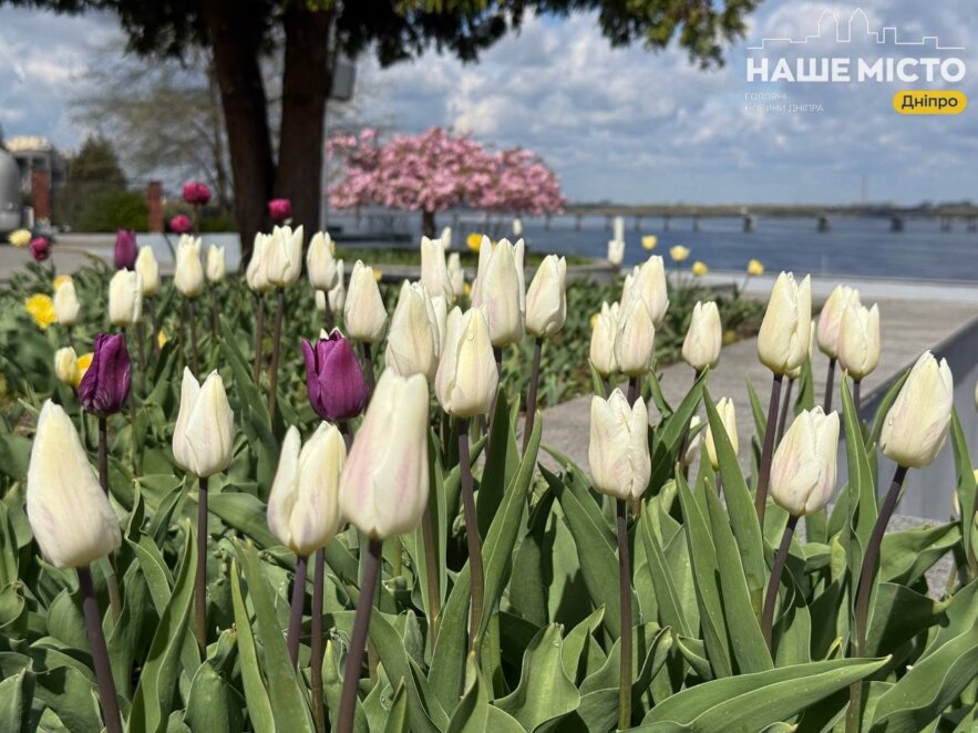 ЕКСКЛЮЗИВ
                                Очей не відірвати: оглядовий майданчик парку Шевченка у Дніпрі потопає у цвіті тюльпанів та сакур