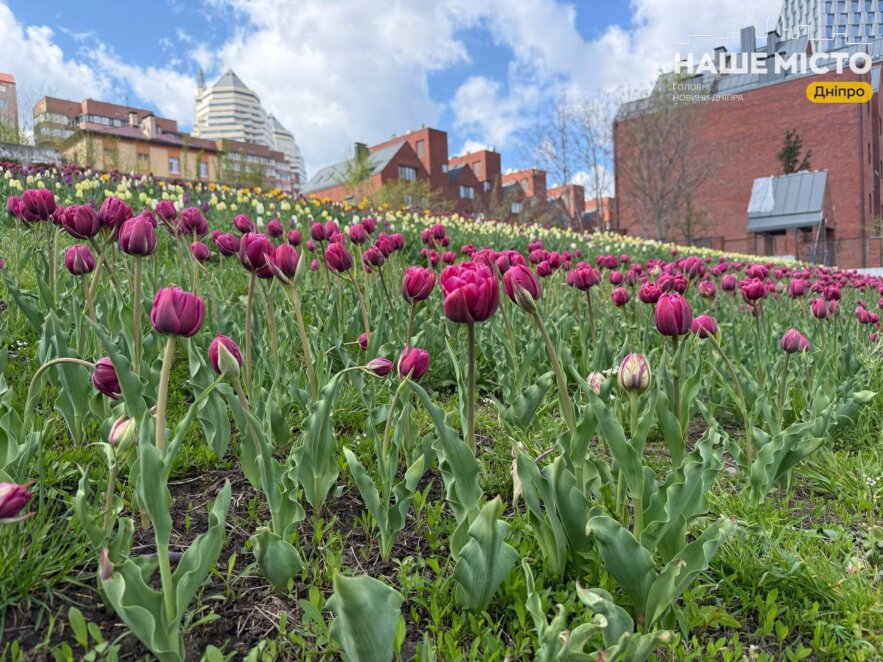 ЕКСКЛЮЗИВ
                                Очей не відірвати: оглядовий майданчик парку Шевченка у Дніпрі потопає у цвіті тюльпанів та сакур