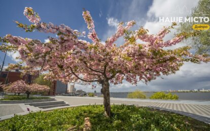 Тюльпани і сакури попри холод: де у Дніпрі зараз найкрасивіше і скільки ще триватиме сезон цвітіння