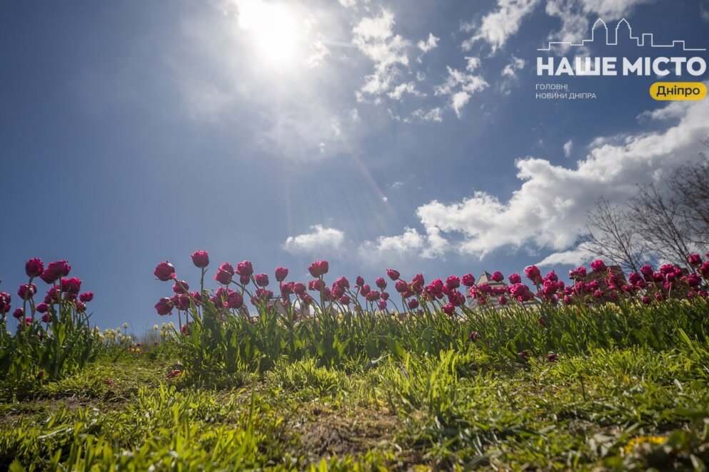 Тюльпани і сакури попри холод: де у Дніпрі зараз найкрасивіше і скільки ще триватиме сезон цвітіння