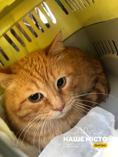 ЕКСКЛЮЗИВ
                                Дніпровські волонтери врятували 28 тварин: один кіт поїхав на Волинь