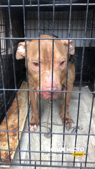 ЕКСКЛЮЗИВ
                                Дніпровські волонтери врятували 28 тварин: один кіт поїхав на Волинь