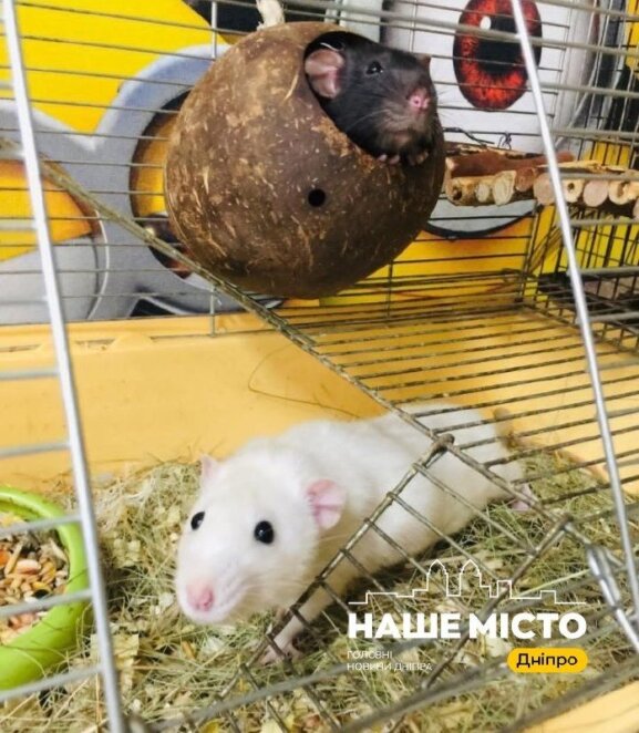 ЕКСКЛЮЗИВ
                                Власниця зоомагазину — про ракетний удар по будинку у Дніпрі: “Я по камерах бачила, як летить скло”