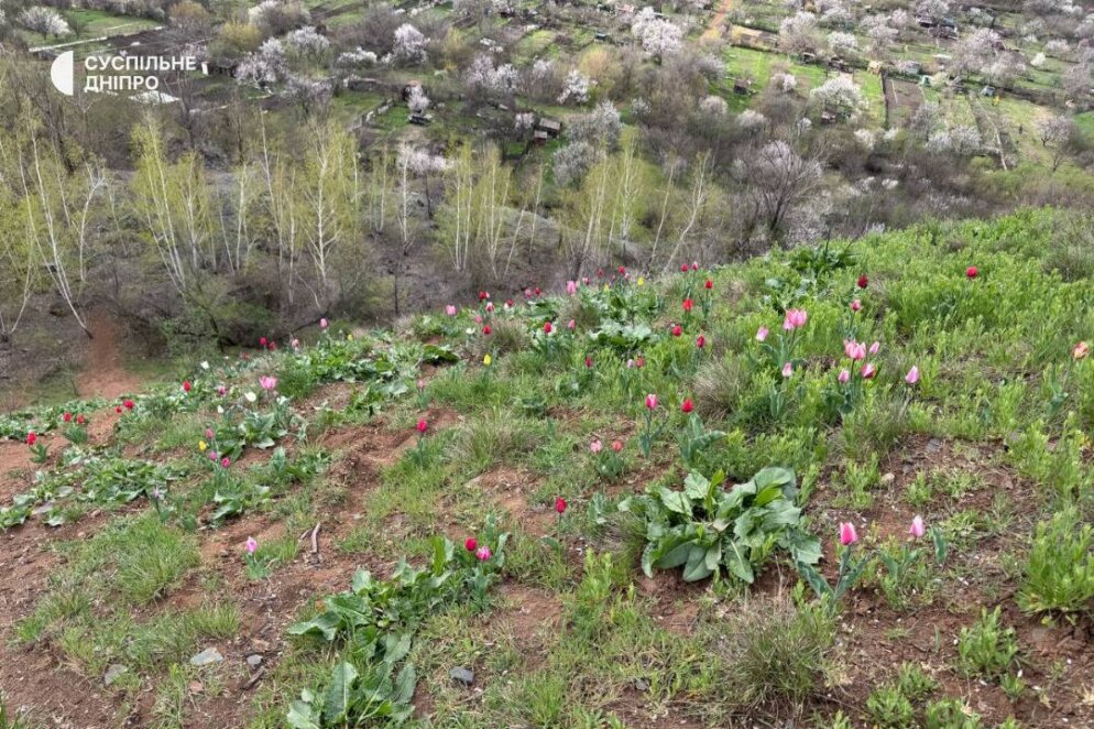 Тюльпани на камінні: у Кривому Розі квітне унікальний схил