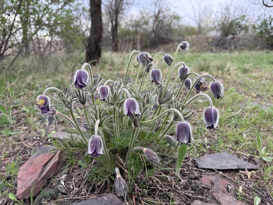 Тюльпани на камінні: у Кривому Розі квітне унікальний схил