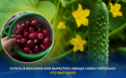 Купить в магазине или вырастить овощи самостоятельно: что выгоднее в 2026 году