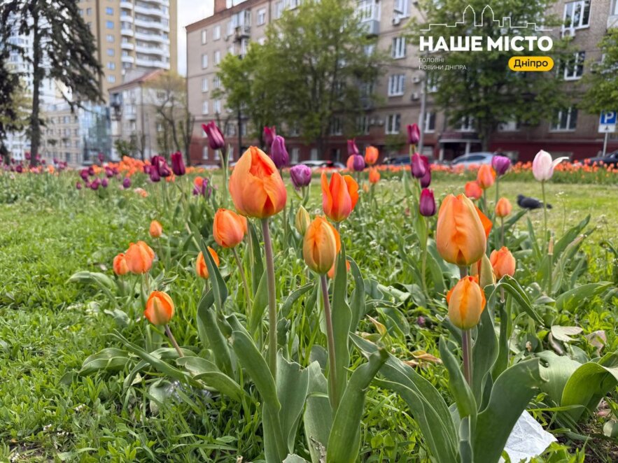 ЕКСКЛЮЗИВ
                                Безкоштовний тюльпановий фестиваль: алея Слави у Дніпрі перетворилась на казкову фотозону