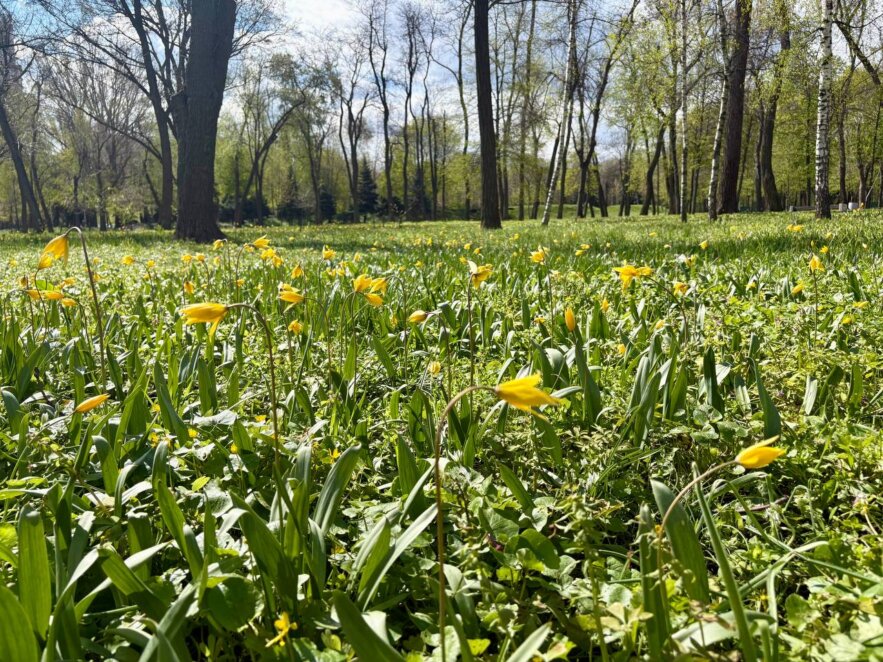 ЕКСКЛЮЗИВ
ОФІЦІЙНО                У Дніпрі перейменували два міські парки: нові назви та їхня історія