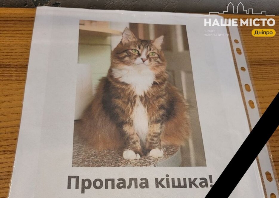 У Дніпрі після квітневого вибуху загинула кішка Рися - Наше Місто