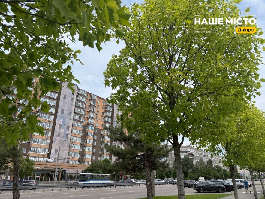 Тюльпанове дерево зацвіло у Дніпрі: де побачити травневе диво