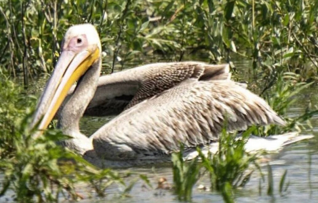 Рожевий пелікан повернувся на Каховське водосховище вперше за 90 років
