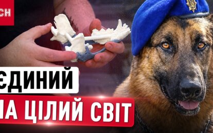 У Дніпрі врятували пса Ральфа: ветеринари встановили йому титанову щелепу після удару «Іскандера»