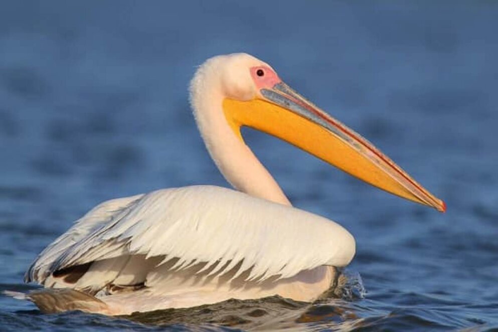 Рожевий пелікан повернувся на Каховське водосховище вперше за 90 років
