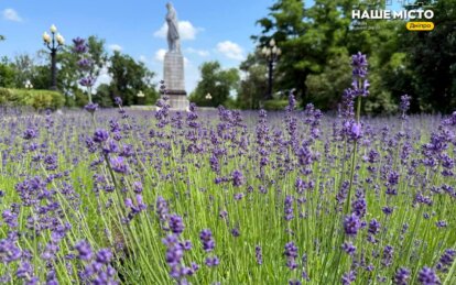 Лавандовий сезон у Дніпрі: Монастирський острів перетворився на фіолетову казку