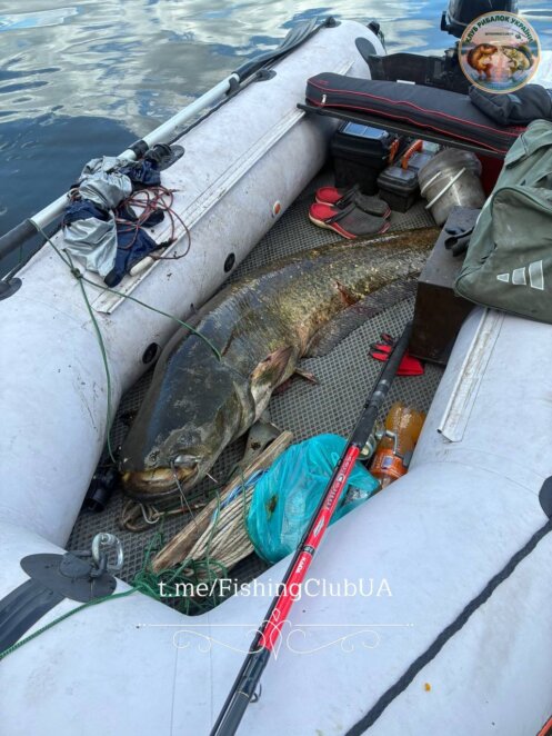 На Дніпропетровщині рибалка спіймав сома-гіганта вагою 41 кг