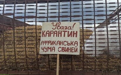 В Днепропетровской области зафиксирован новый всплеск африканской чумы свиней