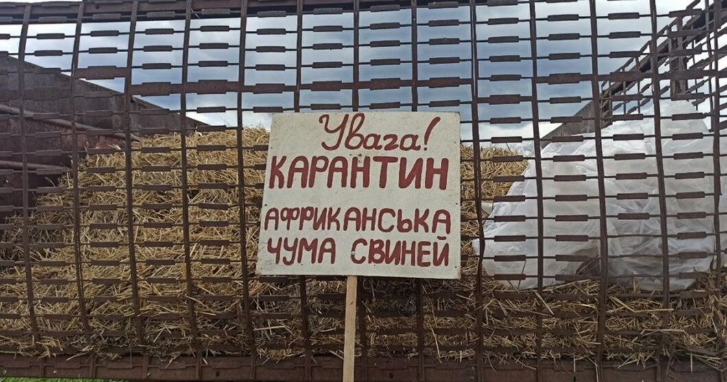 На Дніпропетровщині зафіксували новий спалах африканської чуми свиней