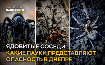 Ядовитые соседи: какие пауки опасны в Днепре