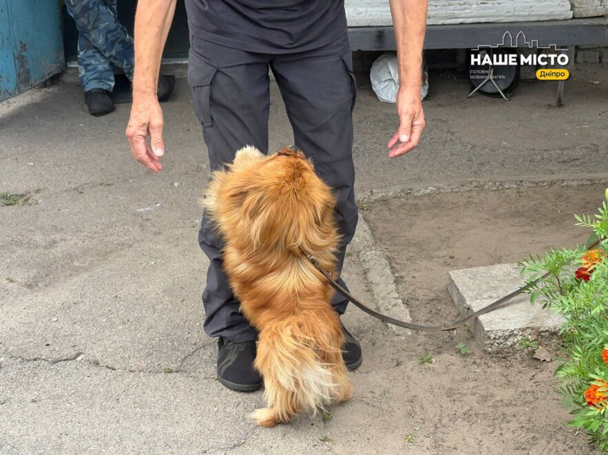 Пекінес та каталонська вівчарка шукають дім - Дніпро