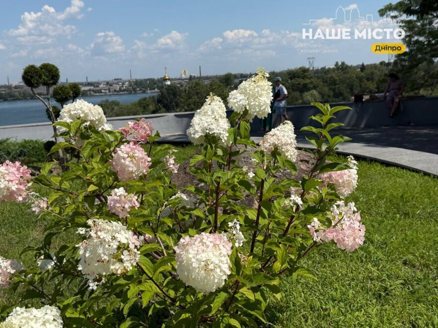 ЕКСКЛЮЗИВ
                                Де у Дніпрі помилуватися квітучими гортензіями