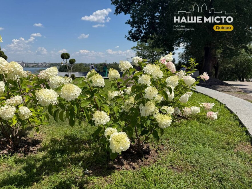 ЕКСКЛЮЗИВ
                                Де у Дніпрі помилуватися квітучими гортензіями