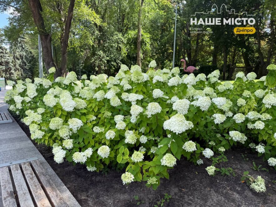 ЕКСКЛЮЗИВ
                                Де у Дніпрі помилуватися квітучими гортензіями