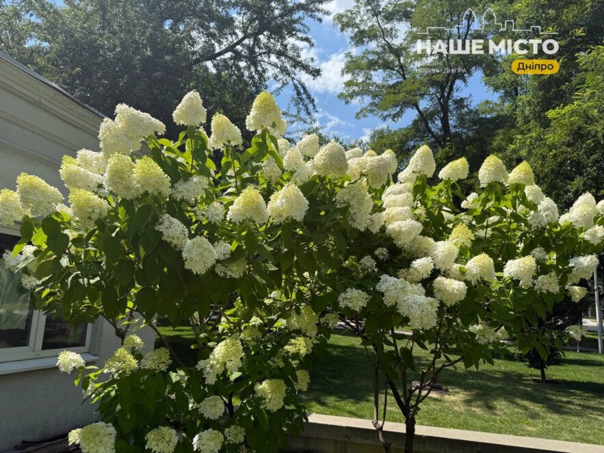 ЕКСКЛЮЗИВ
                                Де у Дніпрі помилуватися квітучими гортензіями