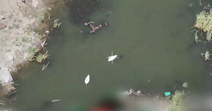 До Каховського водосховища повернулися рожеві пелікани