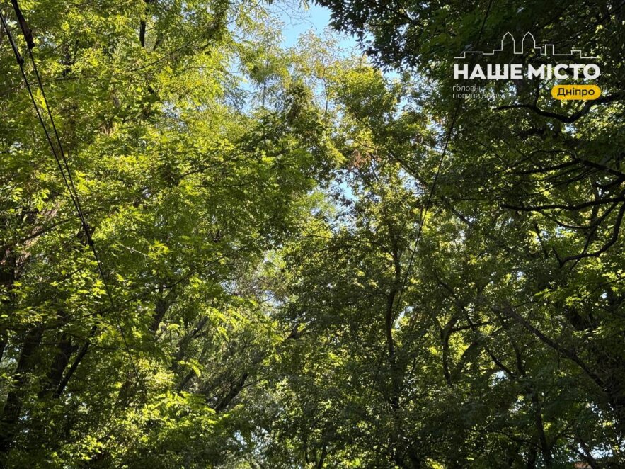ЕКСКЛЮЗИВ
                                Тунель кохання у Дніпрі: зелена локація для романтичних прогулянок