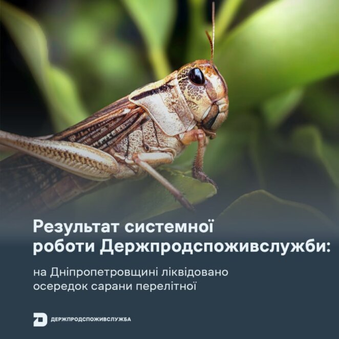 На Дніпропетровщині ліквідували загрозу масового поширення сарани