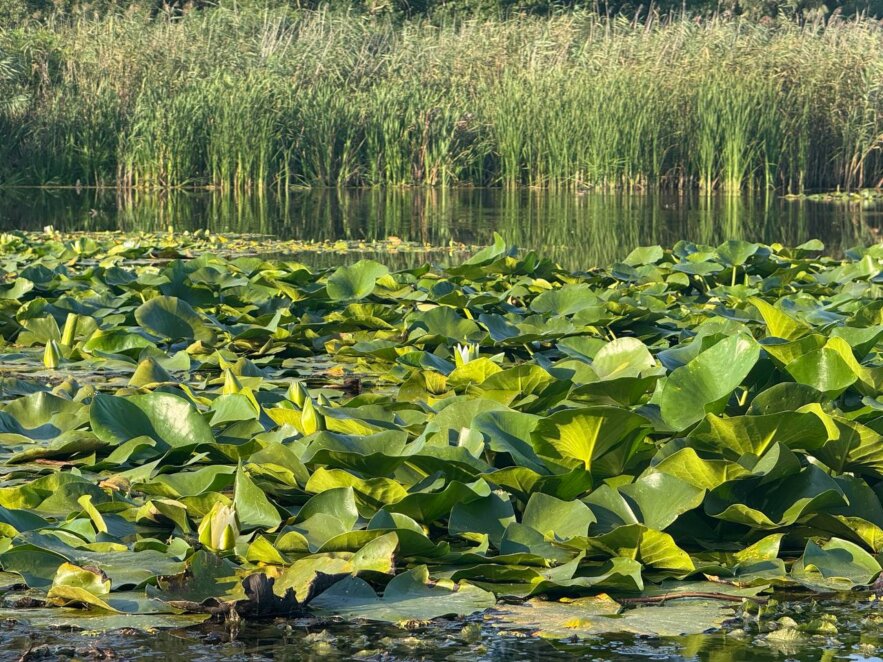 ЕКСКЛЮЗИВ
                                Водяні рослини, острови та кримські сосни: досліджуємо Дніпро на каяках