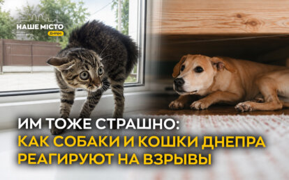 Им тоже страшно: как собаки и кошки в Днепре реагируют на взрывы