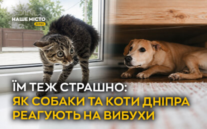 Їм теж страшно: як собаки та коти у Дніпрі реагують на вибухи