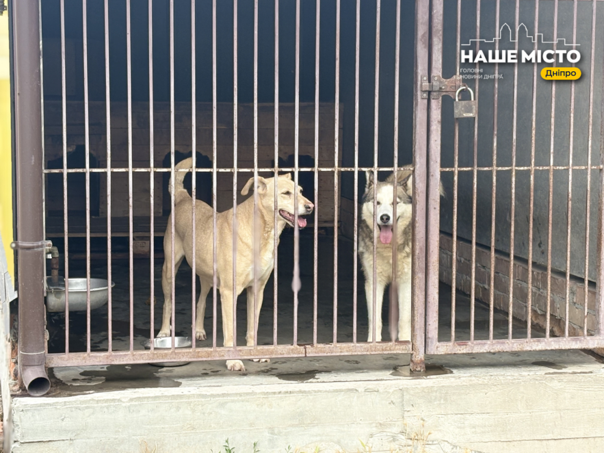 ЕКСКЛЮЗИВ
                                Дніпро pet-friendly: чи готове місто жити разом із домашніми тваринами