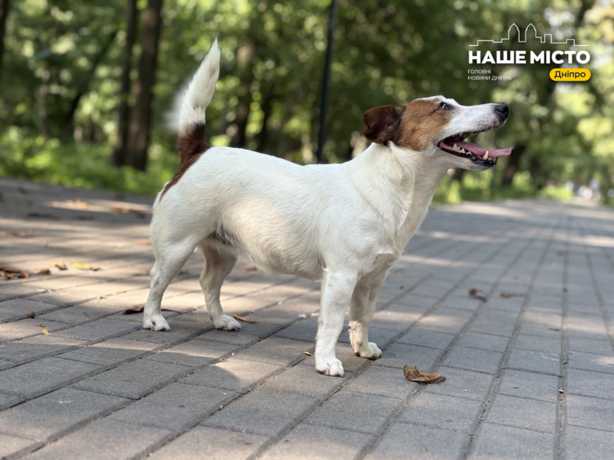 ЕКСКЛЮЗИВ
                                Дніпро pet-friendly: чи готове місто жити разом із домашніми тваринами