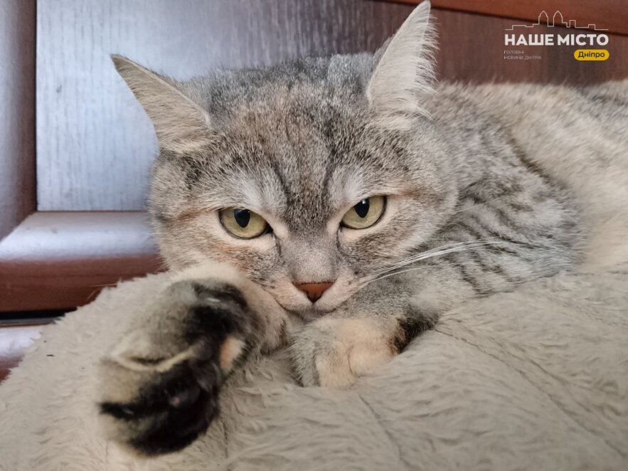 ЕКСКЛЮЗИВ
                                Муркотерапія: як у Дніпрі прихистити безпритульного кота